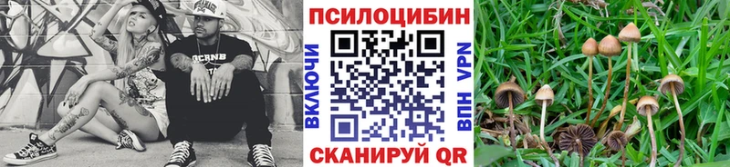 darknet наркотические препараты  Фатеж  Галлюциногенные грибы Psilocybine cubensis 